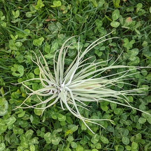 3 Luchtinstallatie | Tillandsia | Oaxaca | Luchtplanten | planten | Tillandsia&#39;s | Kamerplant | Natuur | Bromelia | Groen | Planten | Levende plant