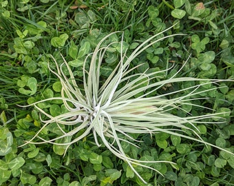 Tillandsia Oaxacana, clavel de aire, planta de aire, air plant