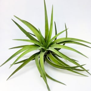 3 x Lucht Plant | Tillandsia | | Velutina Luchtplanten | | Tillandsias | Unieke plant | Groene | Natuur | Bromeliakie | Groen Decor