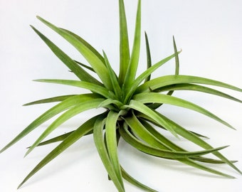 3 x Air Plant | Tillandsia | Velutina | Air plants | Plant | Tillandsias | Unique Plant | Green | Nature | Bromeliacee | Green Decor