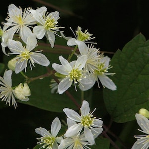 Wild Clematis seeds - Clematis virginiana (virgin's bower) - Packet of 25