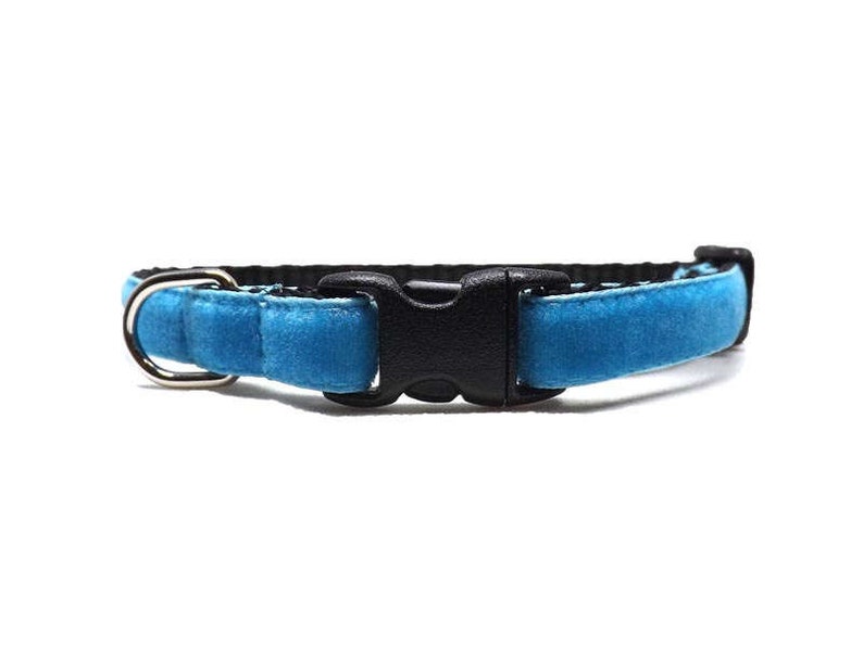 light blue cat collar