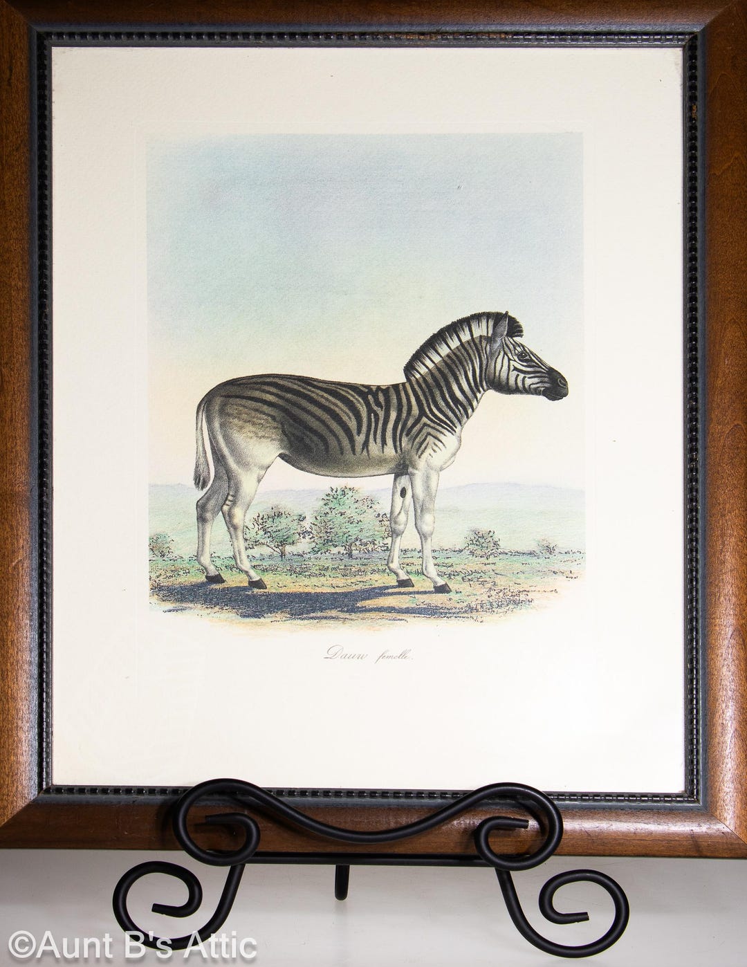Vintage Zebra Lithograph by Frederic Cuvier, Framed Animal Print