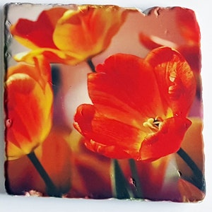 Pode incluir: Uma telha decorativa quadrada com uma imagem vibrante de tulipas vermelhas e amarelas. As flores estão em plena floração, com pétalas detalhadas e um fundo suave e desfocado. A telha tem uma borda ligeiramente áspera e texturizada.