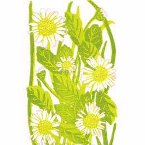Op de afbeelding: Een groene en witte linosnede van madeliefjes met de tekst "Daisies. 1/50 #Ramskill."