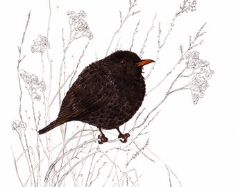 Blackbird- Bird illustration- Print- European birds- Interior decor