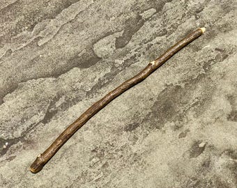 Magic Wand Natural Holly Wood 13.625” (Ilex opaca)