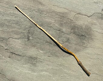 Magic Wand Natural Holly Wood 17” (Ilex opaca)