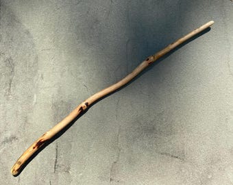 Magic Wand Natural Scrub Pine Wood 16.75” (Pinus virginicus)