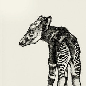 Gravure bébé okapi
