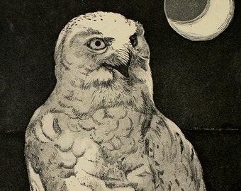 Original etching of  an Snowy Owl