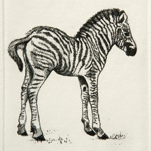 Baby Zebra Etching