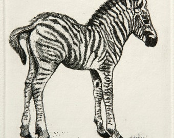 Baby Zebra Etching