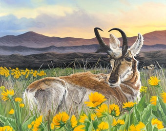 Pronghorn Bedded in Blooming Balsamroot - Reproduction of an oil painting