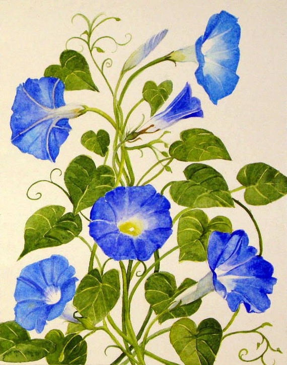 Download Items similar to Matted morning glory watercolor morning glory print bright blue morning glories ...