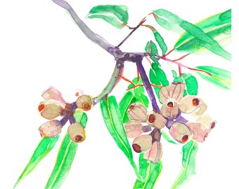 Eucalyptus Gum nuts Painting | Original Artwork, Print Watercolour Flowers, Australian Native Flora, Wall Art Decor