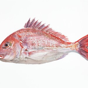Fish Watercolor Print | Red Snapper, Fish Print,  Painting Wall Art, Fishing Art Print