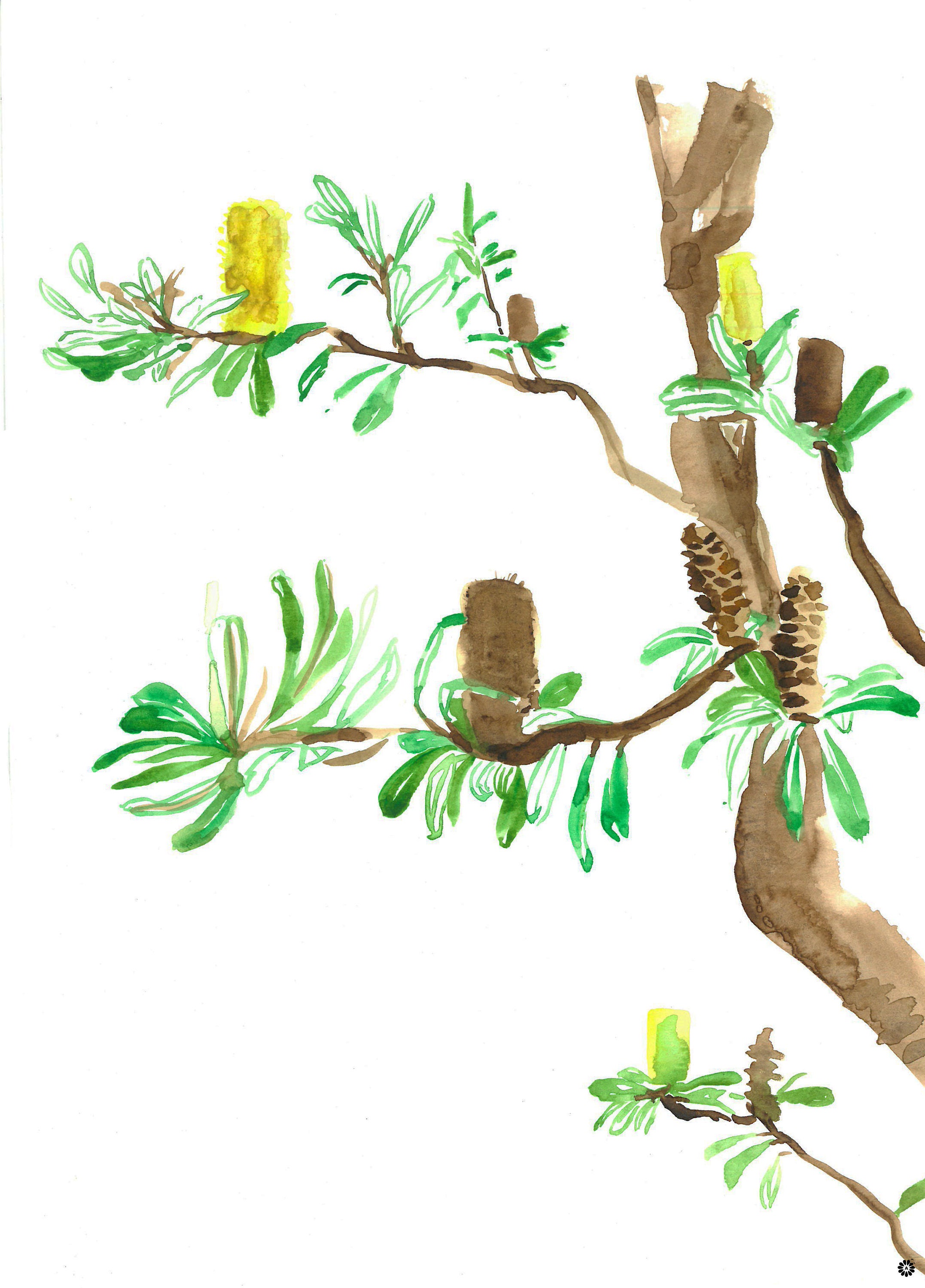 Painting Watercolor Art & Collectibles Original Artwork Australian