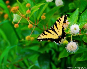 Nature Photography- Fine Art Photography- Butterfly- Insect Photography- 8x12 Print