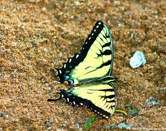 Nature Photography- Fine Art Photography- Butterfly- Insect Photography- 8x12 Print