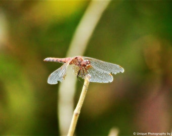 Nature Photography- Insect Photography- Fine Art Photography- Dragonfly- 8x12 Print