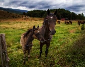Animal Photography- Nature Photography- Horse- Fine Art Photography- 8x12 Print