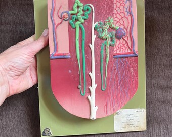 Vintage 1960s/1970s Kidney Nephron Urinary Plastic Model, SOMSO, W. Germany, Medical Science, Biology, Doctor, Nurse, Classroom Decor, Gift