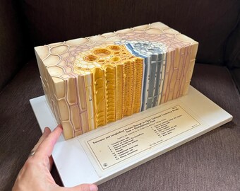 Vintage 1960s Botanical Plant Cross Section Model/Replica, SOMSO, Germany, Science, Botany, Decor, Gift, Teaching/Educational Aid