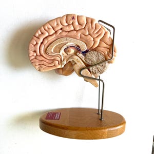May include: A medical anatomical model of a human brain in a sagittal cross-section, featuring a light pink textured surface with the letter A printed on top. The model is supported by a silver metal stand attached to a smooth oval wooden base.