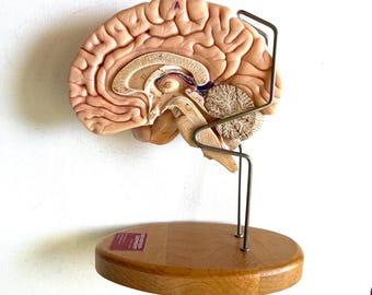 Vintage 1960s Human Body Brain Model (Half), Denoyer-Geppert, Chicago, Medical Doctor, Nurse, Science, Memorabilia, Decor, Art, Gift