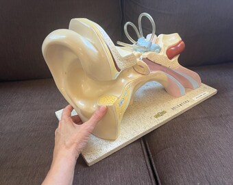 Vintage 1960s Human Ear Body Model, Turtox Products Biological Supply, Medical Science/Biology, Doctor, Nurse, Memorabilia, Decor, Art, Gift