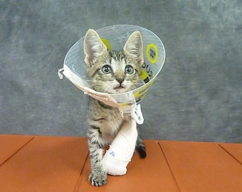 Homeless Cats St Francis Animal Rescue Saint Francis Patron Saint