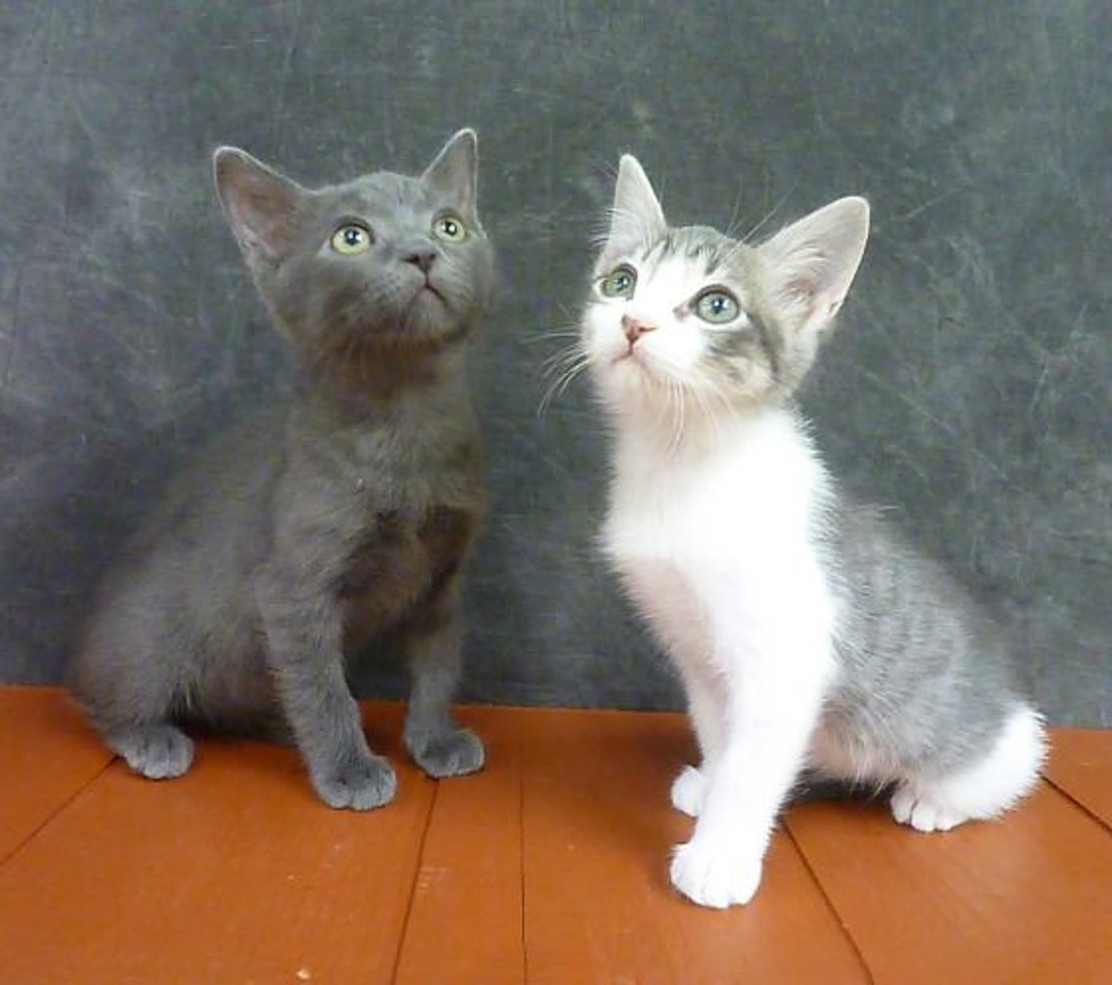 Who Is The Patron Saint For Lost Animals Aulad Org