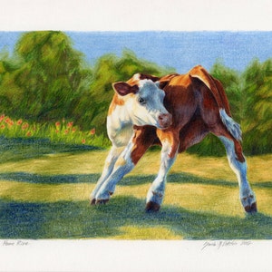 Hereford Cow Calf Colored Pencil Print - 8&quot;x10&quot;