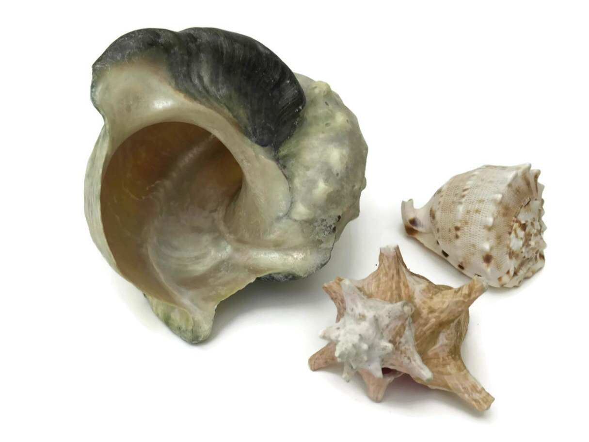 Antique Sea Shell Collection. Large Cameo Shell. Beach House Decor