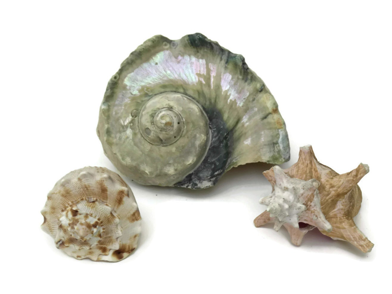 Antique Sea Shell Collection. Large Cameo Shell. Beach House Decor