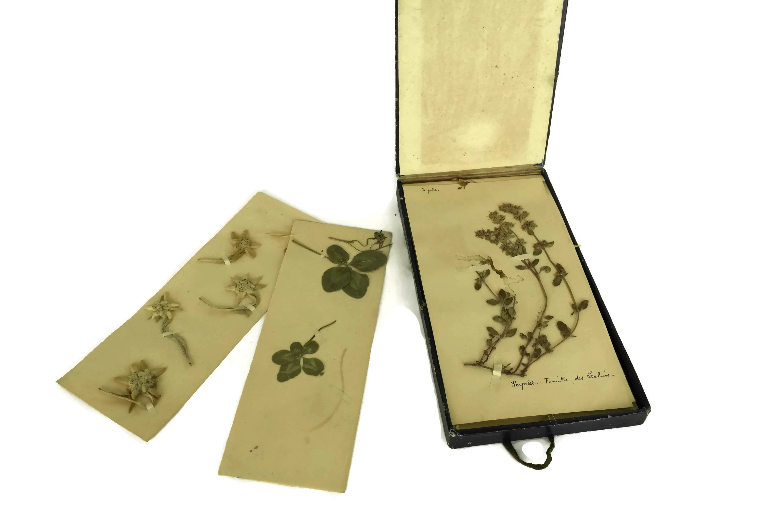 Antique Dried Flower Specimen Album. 1930s French Herbier Floral Art