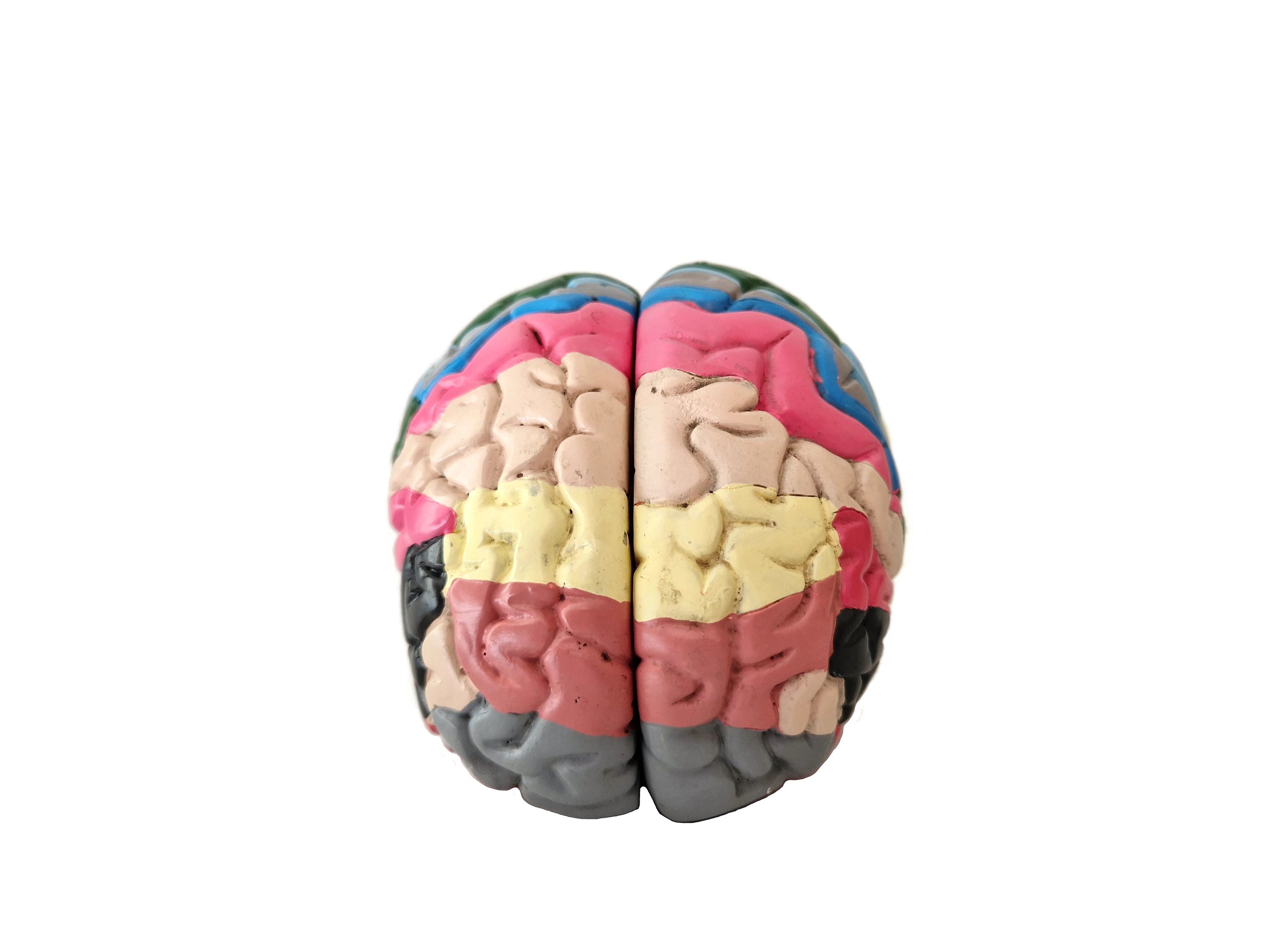 Human Brain Sculpture