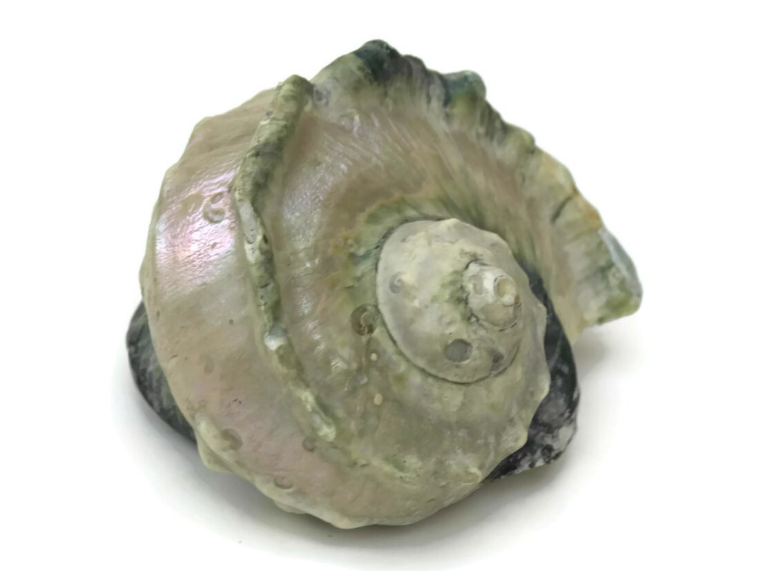 Antique Sea Shell Collection. Large Cameo Shell. Beach House Decor