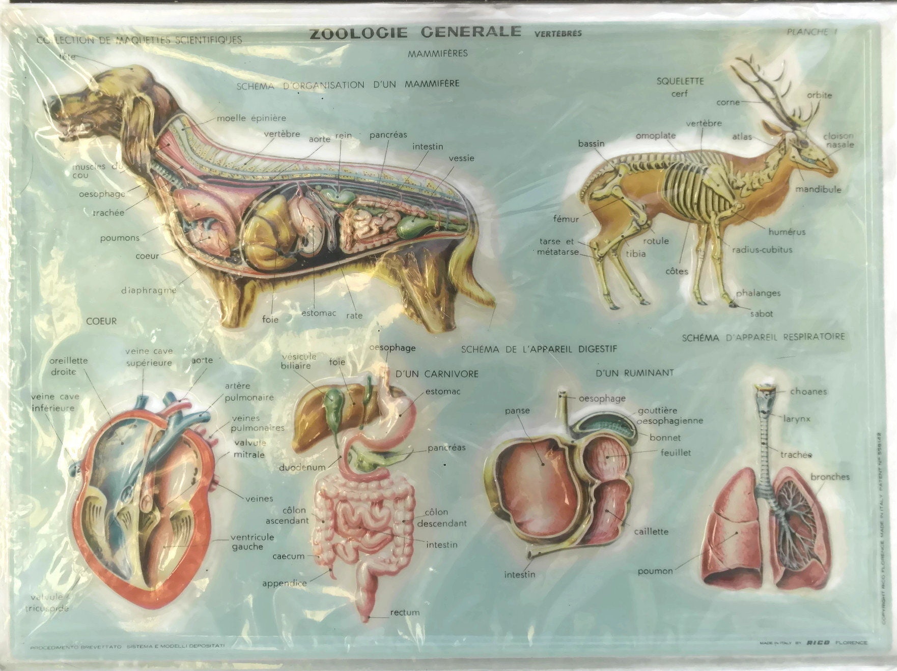 Animal Anatomy Educational Zoology School Chart, Vintage Relief Table
