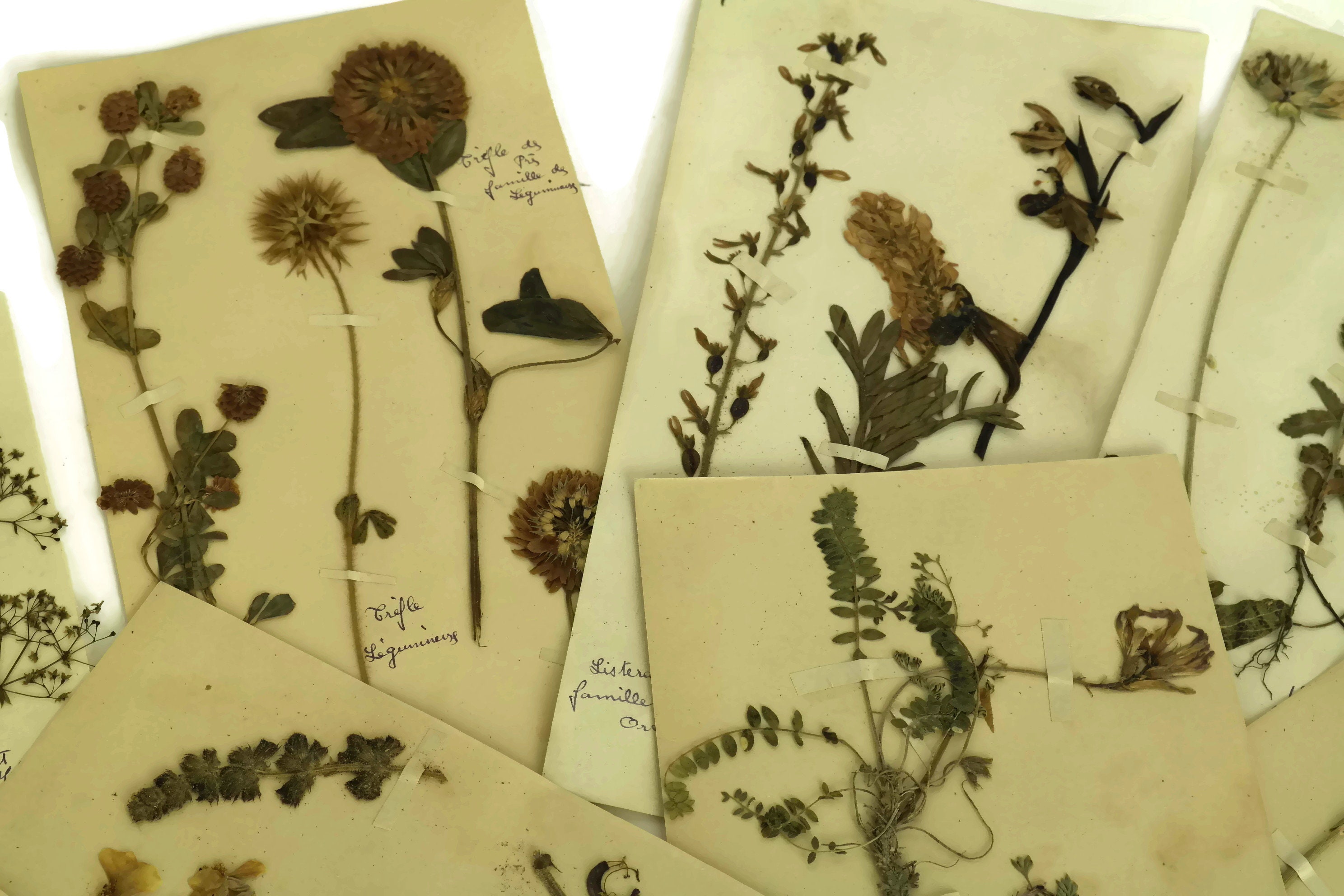 Antique Dried Flower Specimen Album. 1930s French Herbier Floral Art