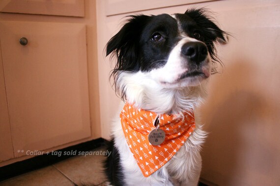 orange dog scarf
