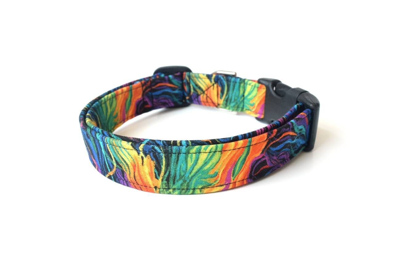rainbow dog accessories