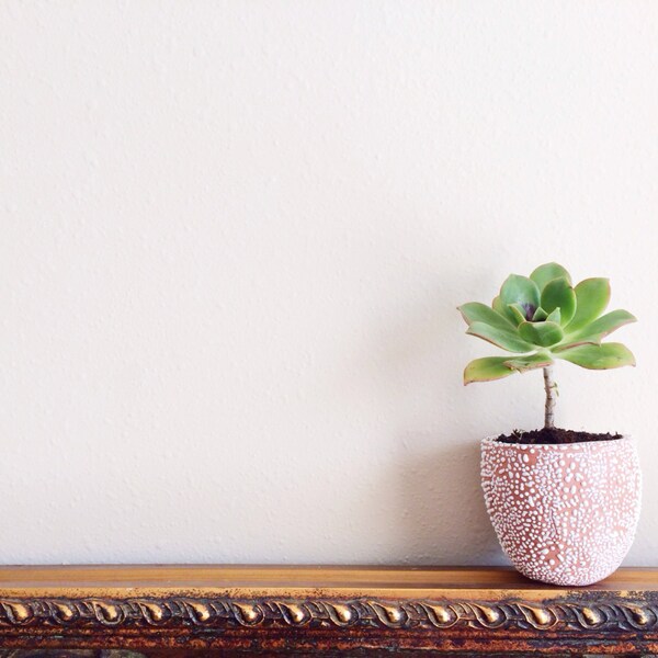 TerraCotta Pebbled Planter - Succulent Planter - Cactus Planter - Ceramics and Pottery