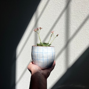 May include: A small succulent plant with pink flowers in a white ceramic pot with a blue grid pattern.