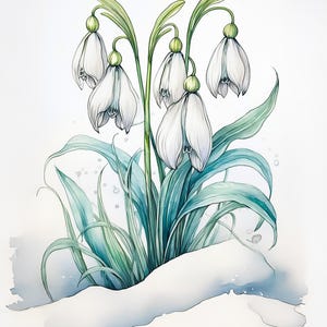 Puede incluir: Una pintura de acuarela de un grupo de flores de campanilla de invierno blancas con hojas verdes que emergen de un lecho de nieve.