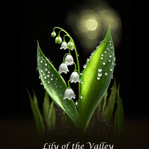 Lily of the Valley on Black