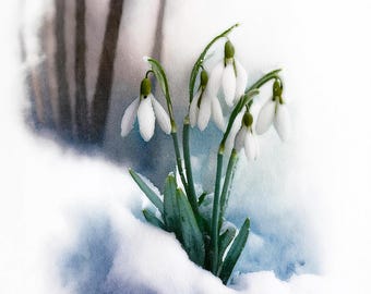 May include: A cluster of white snowdrop flowers with green stems and leaves emerge from a bed of snow. The flowers are in focus, while the background is blurred.