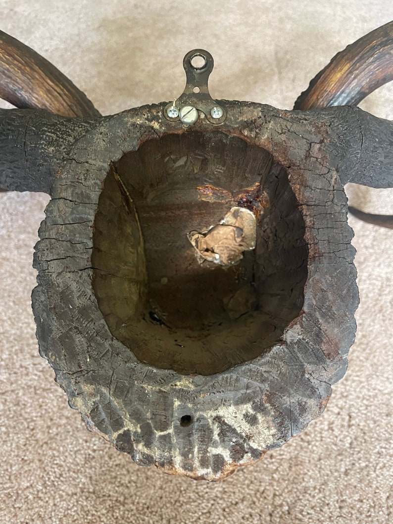 Black Forest Buck Deer Mount Hand Carved Deer Head Taxidermy Etsy