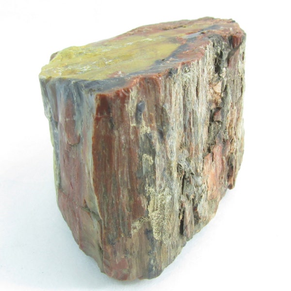 Petrified wood, rock, rock hound, archeological find, orange, yellow,